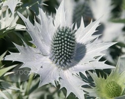 Eryngium giganteum (miss willmott's ghost)