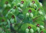Spurge