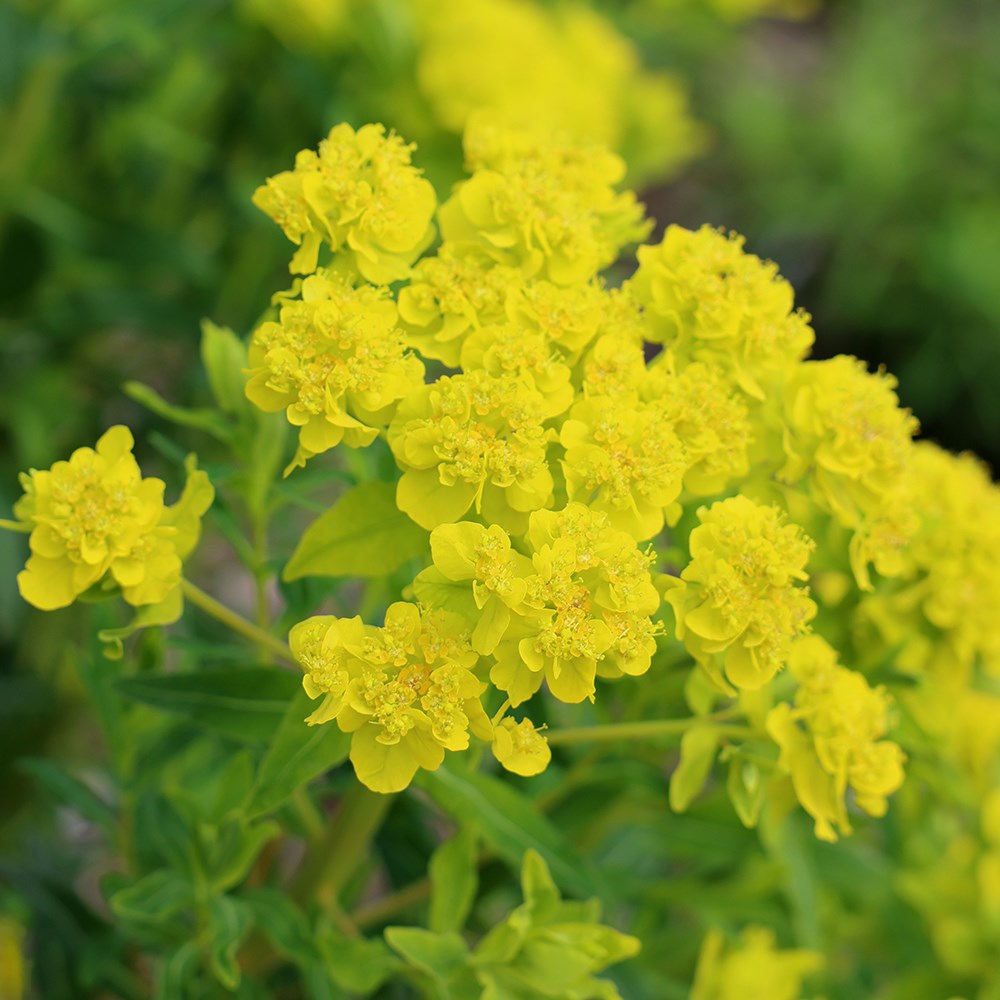 spurge