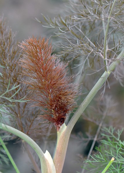 fennel - bronze fennel - bronze