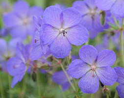 Geranium 'Johnson's Blue' (cranesbill)