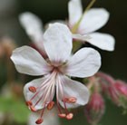 rock cranesbill