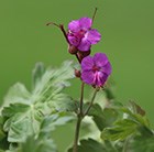 Balkan cranesbill