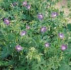 meadow cranesbill