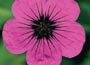 Armenian Cranesbill