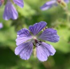 cranesbill