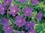Cranesbill