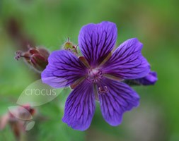 Geranium x magnificum 'Rosemoor' (cranesbill)