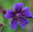 cranesbill