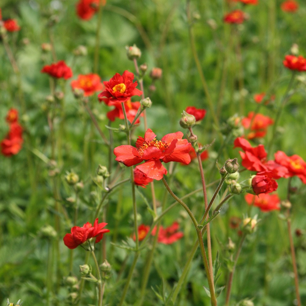 avens avens