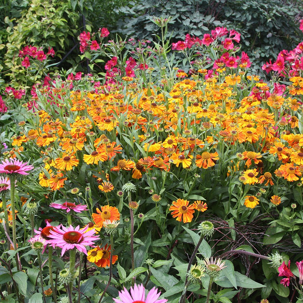 sneezeweed sneezeweed