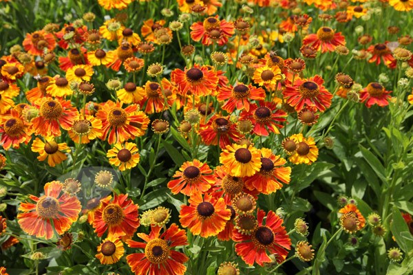 sneezeweed sneezeweed