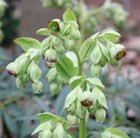 stinking hellebore