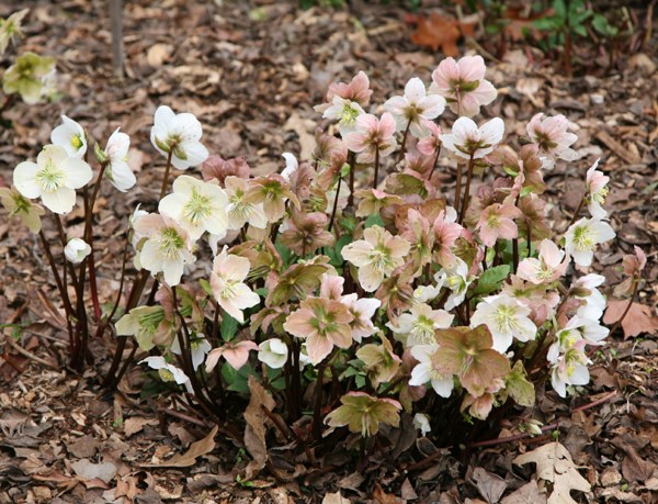 Christmas rose Christmas rose