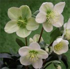 lenten rose