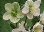 Lenten Rose