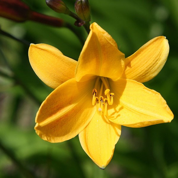 daylily