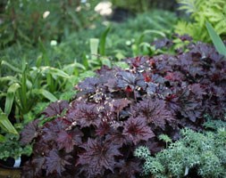 Heuchera villosa 'Palace Purple' (coral bells)