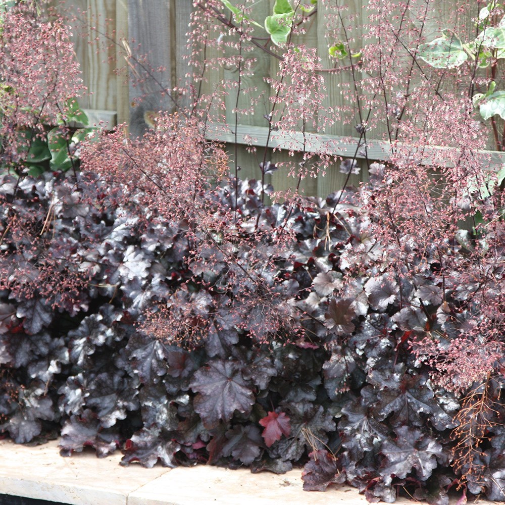 Heuchera Purple Palace