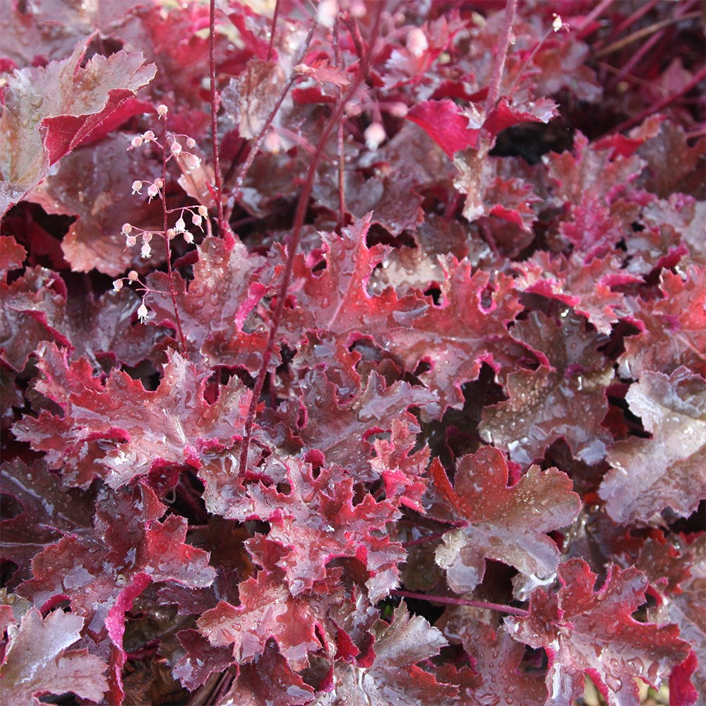 coral bells