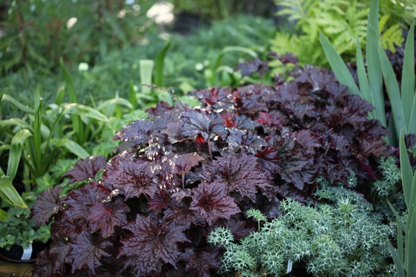 Heuchera Purple Palace