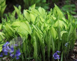 Hosta fortunei var. albopicta (plantain lily)