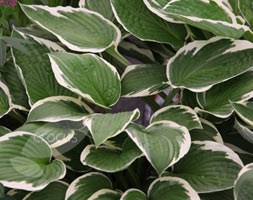Hosta 'Francee' (fortunei) (plantain lily)