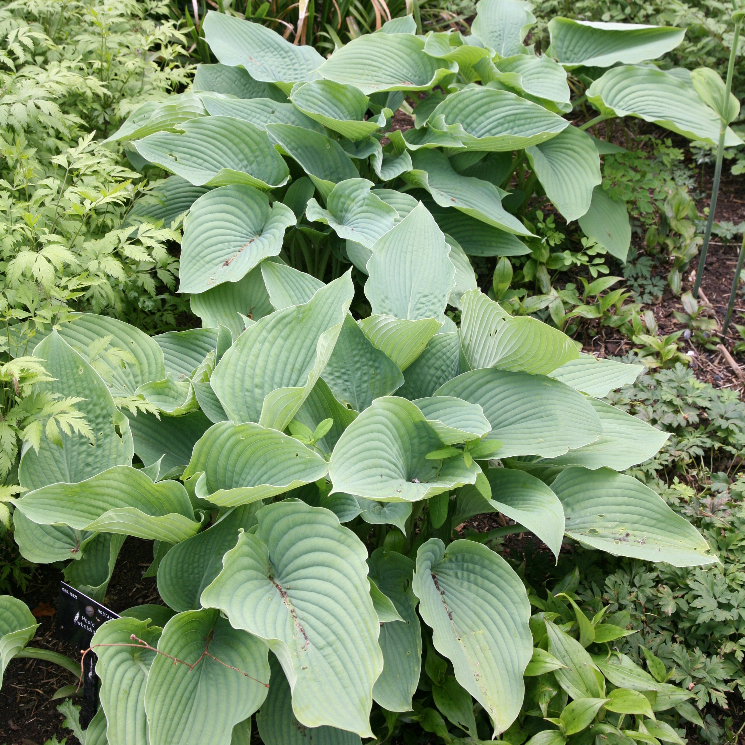 plantain lily