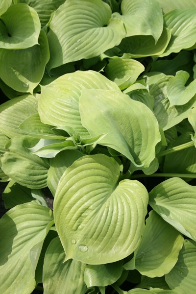 plantain lily