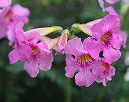 Incarvillea delavayi (Chinese trumpet flower)