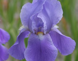 Iris 'Blue Rhythm' (bearded iris)