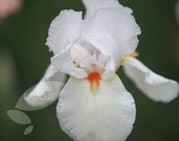 Iris 'Frost and Flame' (bearded iris)