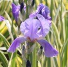 great purple flag (syn Iris Aurea Variegata)