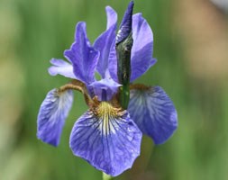 Iris sibirica 'Blue King' (Siberian iris)