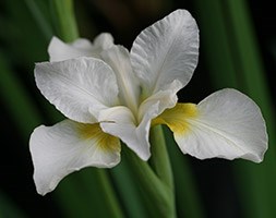 Iris 'Dreaming Yellow' (Siberian iris)