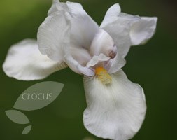 Iris 'White City' (bearded iris)