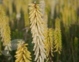 Kniphofia 'Little Maid' (red hot poker)
