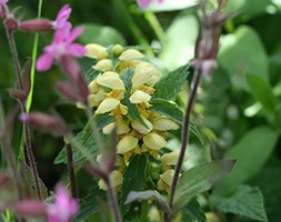 Lamium galeobdolon (yellow archangel)