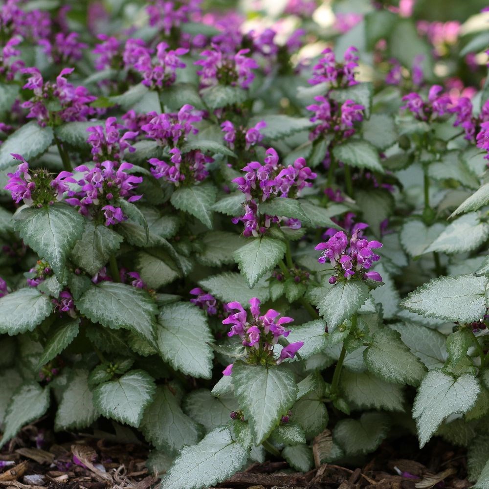dead nettle