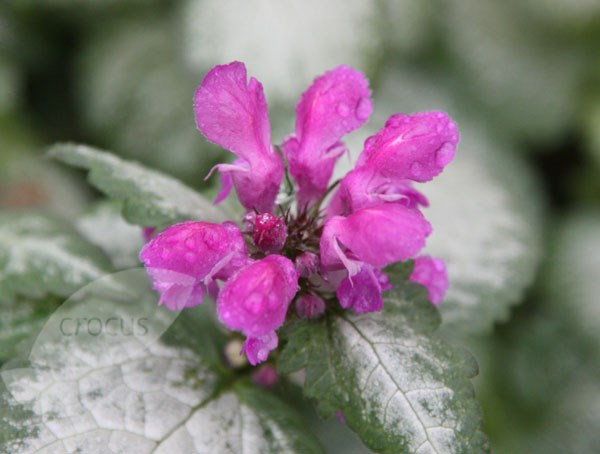 dead nettle