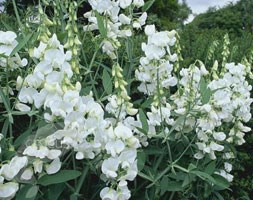 everlasting sweet pea