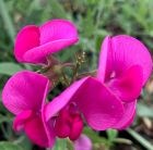 everlasting sweet pea