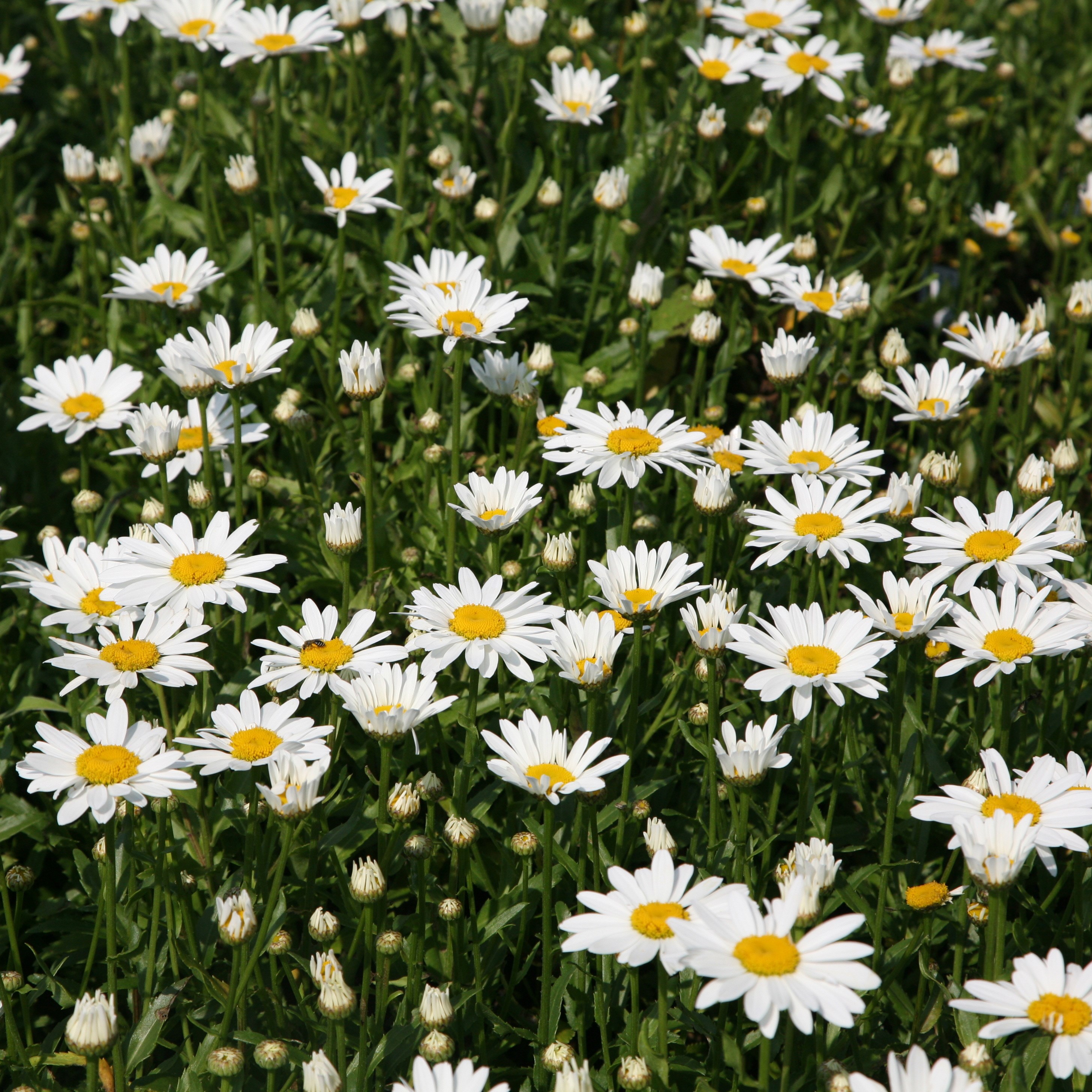 shasta daisy