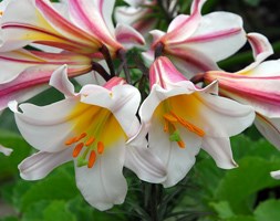 Lilium regale (regal lily)