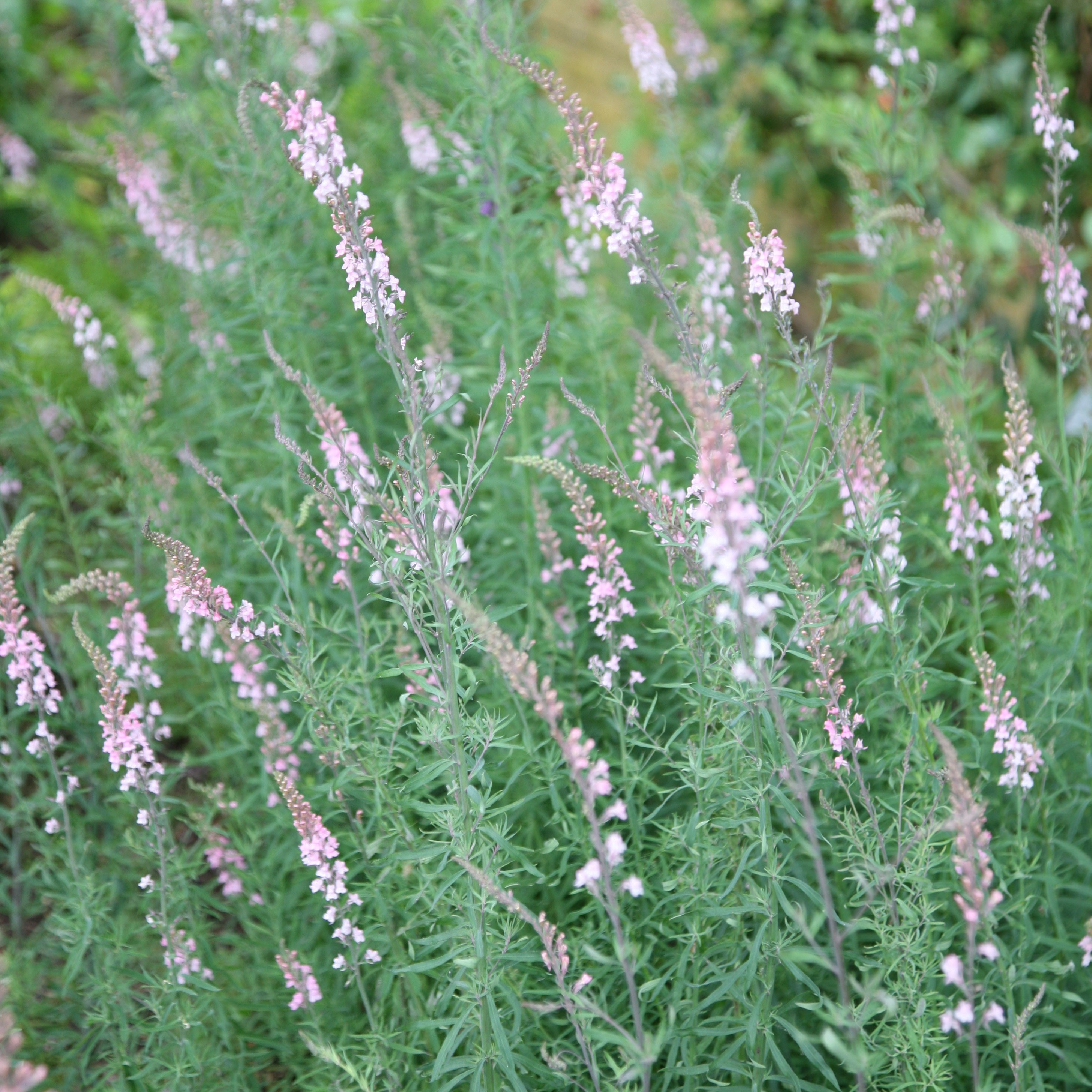toadflax