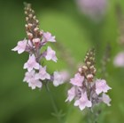 Toadflax