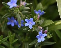 Lithodora diffusa 'Heavenly Blue' (Lithospermum)