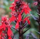 Lobelia cardinalis 'Queen Victoria' (cardinal flower)