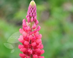 Lupinus 'My Castle' (Band of Nobles Series) (lupin)