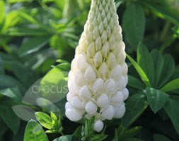 Lupinus 'Noble Maiden' (Band of Nobles Series) (lupin)